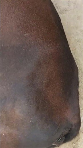 lumpy scan #cow #cattledisease #livestockfarming #livestream #livestock#dryousaf