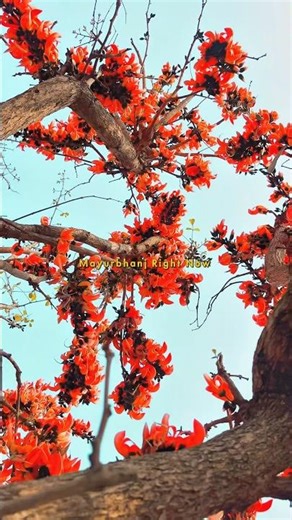 🔥 Palash Flower | Flame of the Forest 🌺 | Beautiful Indian Spring Nature #shorts