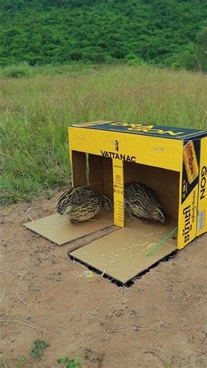 Quick DIY Unique Quail Trap Using Cardboard Box | Bird Trap Technique #shorts #Outdoors #camping