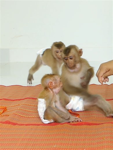 Baby Monkey Bom 's Family | Mr Bon
