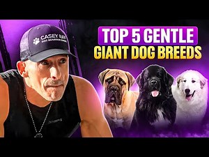 5 Gentle Giant Dogs That Are Easier Than You Think