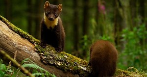 Growing Up as an Irish Pine Marten