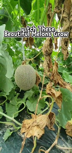 Harvesting Sweet Melons in Japan #japan #melon #farming
