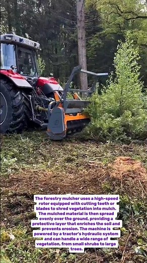 Forestry Mulcher in Action: Transforming Overgrown Land!