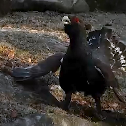 The western capercaillie is the largest grouse species in the world and one of the heaviest flying birds, with males (cocks) reaching up to 4–7 kg (about turkey-sized or larger) and females (hens) roughly half that weight. Native to coniferous forests across northern Europe and parts of Asia (from Scotland to Siberia), it's famous for its dramatic lekking courtship displays: males fan their tails, puff out their necks, and produce bizarre clicking, gulping, and popping sounds to attract females 