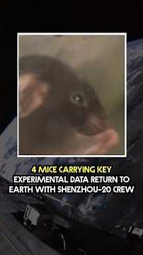 Experiments conducted on 'mouse astronauts' to lay important groundwork | Geo News English