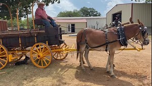 25K views · 720 reactions | Bruce with his new mules Jack and Jill | Hutto Mule and Farming | Facebook