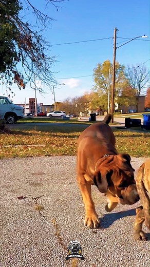 Sniffing out Presa, checking if she’s ready. 💯 His nose knows when those hormones start to rise. Patience and precision make the perfect match. 🔥 #wednesday #wednesdayvibes #feature #mastiff #dogs #boerboel #boerboelsofinstagram #southafricanboerboel #boerboels #boerboelpuppy #boerboellove #boerboelmastiff #boerboellife #boerboelmoments #boerboelfans #boerboelofinstagram #boerboelinstagram #boerboellovers #boerboellife🐾 #photooftheday #instaboerboel #instagood | Boerboel Breeders Ohio
