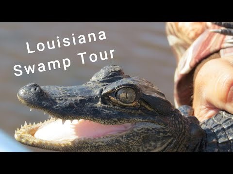 Louisiana Swamp Tour