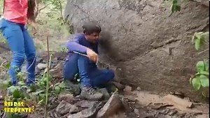 782K views · 20K reactions | A cobra do maraca, famosa cascavel! Segundo estudos, o veneno dessa serpente apresenta ação anti-inflamatória prolongada e os sintomas de envenenamento observados nas primeiras horas são: mal-estar, sudorese, vômitos, sonolência ou inquietação. #cascavel #cobra #animaisfantasticos | Rei Das Serpentes | Facebook