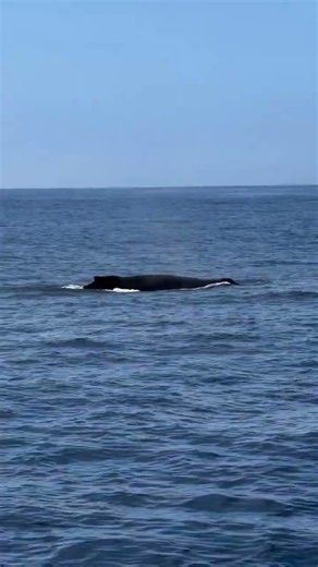 Harbor views… with a humpback surprise. 🐋✨ Video by @oceanluvr4ever