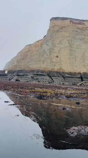 1.2K views · 102 reactions | Another wonderful sea slug find fairly close to shore 朗 it’s always foggy here but you can find very cool critters | Mostly marine | Facebook