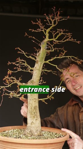 Reverse Sap Flow in Japanese Maple Graft