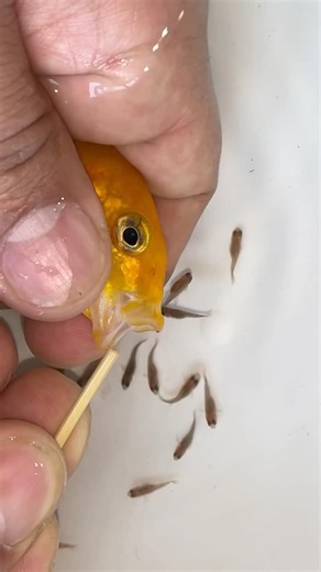Incredible Mouthbrooding Fish Releases Fully Grown Fry – Nature’s Hidden Parenting Secret! #europe