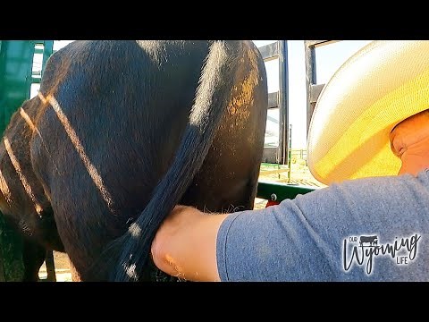 Castrating a 750 pound Bull