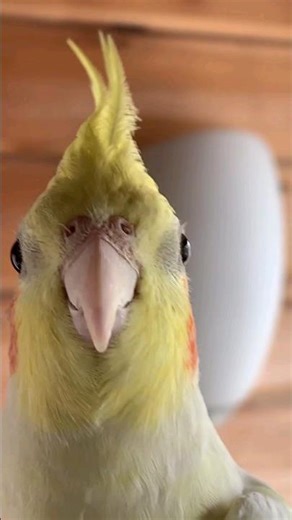 Unlocking the Mystery of the Cockatiel Crest 🦜 | Fascinating Bird Behavior