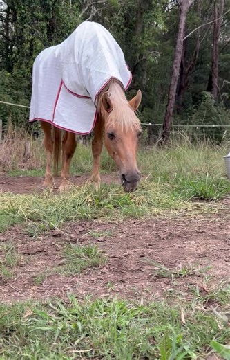 The old boy deserved some new jammies after everything he’s been through 🦄💛 #seniorhorse #horselife #oldsoul #equinelove #horsestories | Obsidian Equestrian