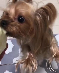 Can you hear this sounds⁉️🤣🥬 @matchayorkie | Yorkie Town