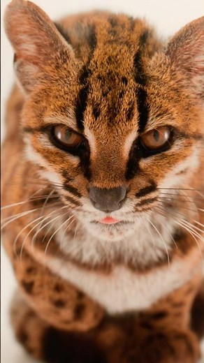 Researchers identify new species of wild cat