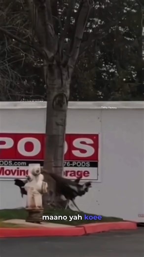 Turkish birds #science #sciencefacts #facts #factsinhindi