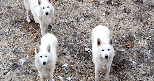 Wolves to be re-introduced in Colorado