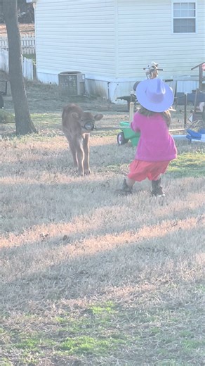 Miss Merigold is learning to lead! Merigold 1 sammyg 0… #radsfarm #farmtok #merigold #sammyg #farmliving