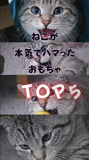 【保存版】猫のおもちゃTOP5🐱実際にめっちゃ遊ぶ最強ランキング！ #猫 #ねこたんの解説 #猫雑学