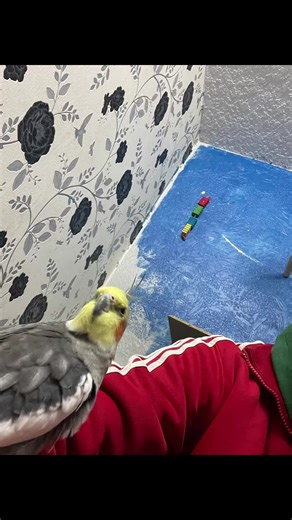 Just a odinary guy with his favorite birds
