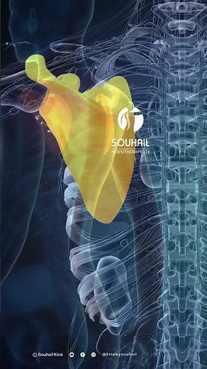 🦴 Anatomy of the scapula: understanding its role in the shoulder