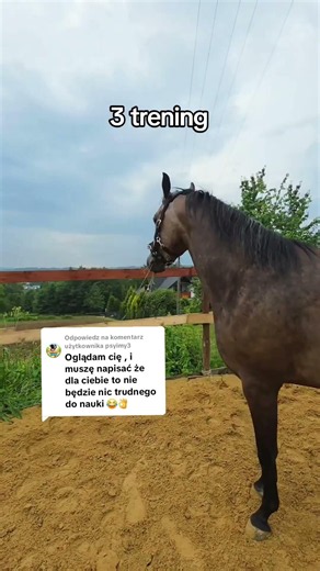 Pierwszy dzień vs 3 trening❤️ #konie #treningkoni #koń