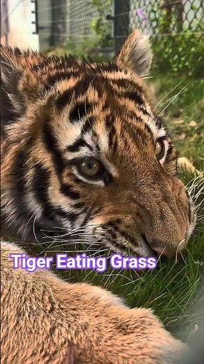 Why Do Tigers Eat Grass? 😲 🫨 #weird #tiger #animalbehavior