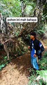 Jenis pohon hutan yang berbahaya #pedesaan #ilmubagong #tasikturunankidul | Tasik Turunan Kidul