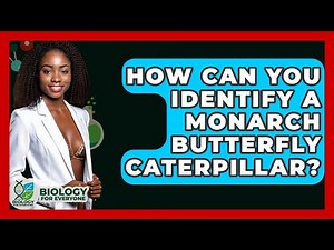 How Can You Identify A Monarch Butterfly Caterpillar? - Biology For Everyone
