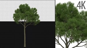 Animated Realistic Pine Tree with Transparent Background