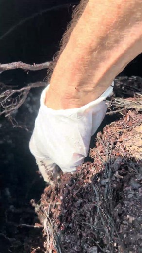 Root Bound Tree for Potting #offgrid #gardening #potting #soil #trees #fruittrees #fruit #fuyu #shtf
