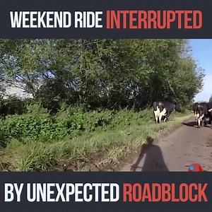 21K views · 206 reactions | Moooove out the way... : @GazRadCycling | Cycling Pulse | Facebook