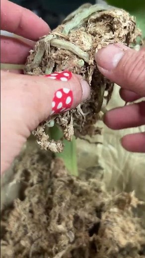 One root to save them all / orchids