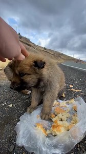 Road trip turns into puppy rescue 🐶 #straydog #dogrescue #cuddlebuddies | Cuddle Buddies
