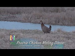 Common Ground Profiles | Prairie Chicken Mating Dance