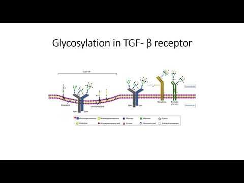 Glycosylation of TGF-B receptor and its relation with signal transduction of TGF-B #Code: 1048