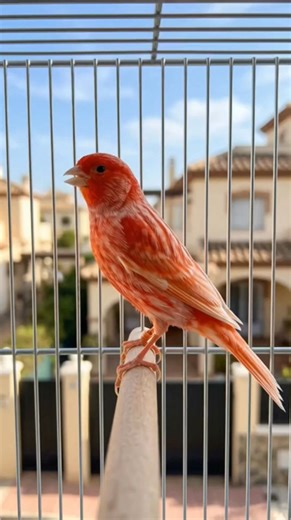 The vibrant red tones of a Red Mosaic Canary illuminate the sunlit neighborhood ​#RedMosaicCanary #Canary #BirdPhotography #Birds #Nature #Wildlife #BirdWatching #Canario | Ranger Canary