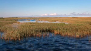 5.6K views · 121 reactions | The Everglades transformed, but not in the ways anyone expected. Our new documentary, THE SWAMP, tells the dramatic story of America's greatest wetland. Watch it now, streaming online and on the PBS app → to.pbs.org/2MdqhIV | American Experience | PBS | Facebook