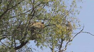 15K views · 191 reactions | The leopard showed off its climbing skills to catch a monkey in a tree, but the scene before its eyes was not as expected, causing it to give up. | Nature TV | Facebook