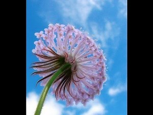 What If Waltz - Line Dance