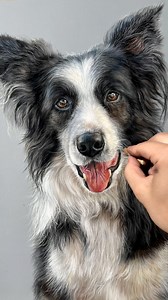 239K views · 11K reactions | Had the pleasure of drawing Rosco the Border Collie 殺 | Hanna Asfour Fine Art | Facebook