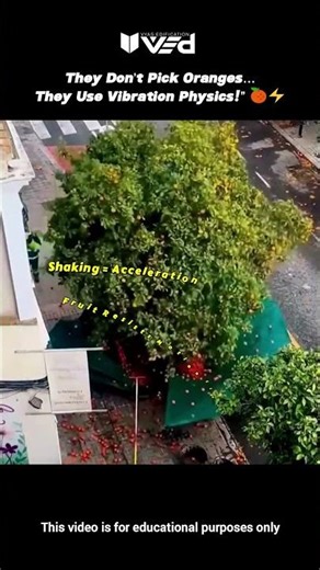 They Don’t Pick Oranges… They Use Vibration Physics! 🍊⚡ #shorts