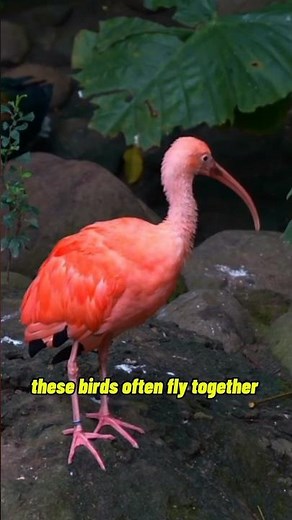 Scarlet Ibis: The Secret Behind Its Bright Red Color