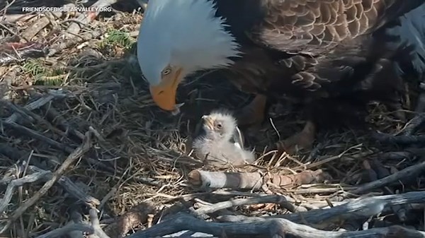 Big Bear eaglets doing well, eating in their 1st days since hatching
