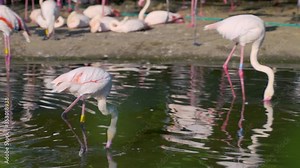 A Greater flamingo running in a pond ducking his head into the water in search of food. A flamboyance of flamingoes standing and chilling on a muddy shore in the background. Following 4k shot.