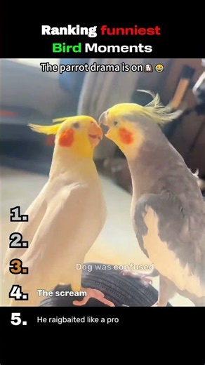 Ranking the Funniest Bird Moments